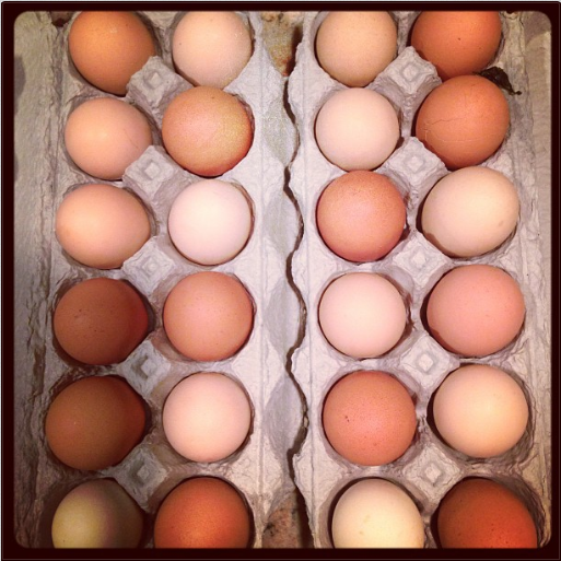 Eggs from the farm
