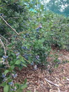Rocky Point Blueberry Farm, Warwick, RI 